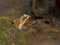 Frog in water by Odon Czintos