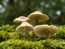 The mushrooms family by Odon Czintos