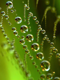 The green web by Odon Czintos