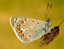 The butterfly von Odon Czintos