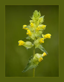 Yellow flower von Odon Czintos