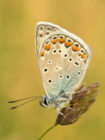 The butterfly by Odon Czintos