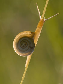 Snail on dewy grass  by Odon Czintos