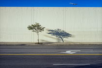 Tree with Shadow and Arrow von Jeff Seltzer