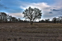 Baum Stoppelfeld Schirum by michas-pix