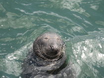 Happy Seal  von Azzurra Di Pietro