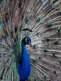 Balzender Pfau (Peacock) von Dagmar Laimgruber