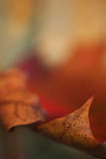 autumn leaf von studioflara