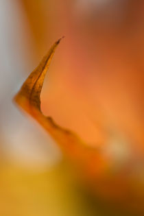 autumn leaf by studioflara