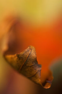 autumn leaf von studioflara