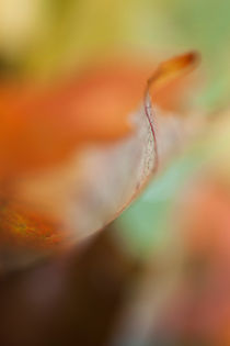 autumn leaf by studioflara