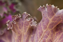 decorative cabbage leaf by studioflara