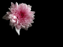 Chrysanthemum by Sarah Couzens