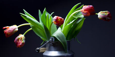 Tulpen-in-der-milchkanne