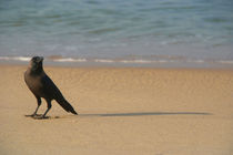 Crow on the Sand Varkala by serenityphotography