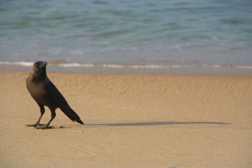 Crow-on-the-sand-varkalal