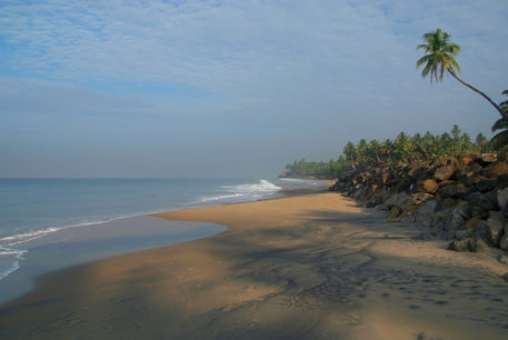 Palm-tree-over-black-beach-varkala