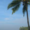 Palm-trees-on-the-cliff-varkala-02
