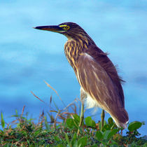 Pond Heron on Grass Varkala by serenityphotography