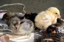 Five Young Chicks von serenityphotography