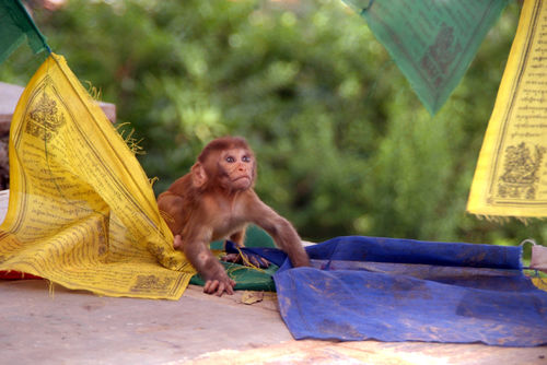Baby-monkey-playing-on-prayer-flags-swayambhu-steps-04