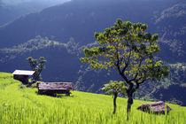 Bright Green Rice Field Nepal von serenityphotography
