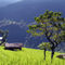 Bright-green-rice-field-nepal