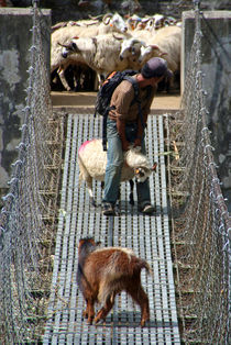 Goats on Suspension Bridge Tikhedhunga by serenityphotography