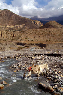 Horse Crossing River near Jomsom by serenityphotography