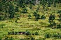 House Amongst Rice Fields near Birethanti von serenityphotography
