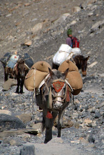 Mules Climbing Thorung La by serenityphotography