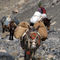 Mules-climbing-thorung-la