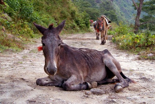 Resting-mule-on-annapurna-round-02