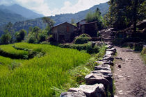 Rice Fields by the Path to Ghorepani by serenityphotography
