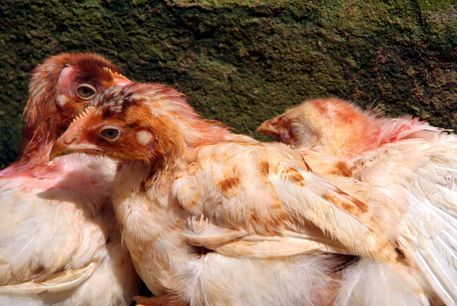 Three-chickens-nestled-against-a-wall