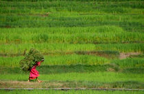 Woman Harvesting Crops near Bhaktapur von serenityphotography