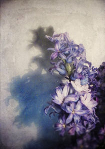 Hyacinth by Sybille Sterk