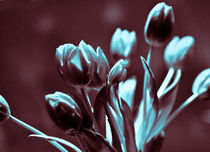 Brown Turkis Tulips by captainsilva