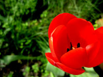 Tulip on a side by artisciocca