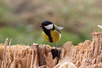 Kohlmeise - Great Tit by ropo13