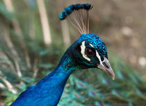 Neugieriger Pfau (peacock) von Dagmar Laimgruber