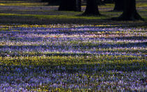 Frühling im Park-Blütenteppiche von Wolfgang Dufner