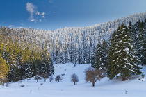 Forest from Abant von Evren Kalinbacak