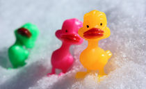 Ducks in the Snow by Crystal Kepple