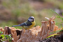 Blaumeise - Blue Tit by ropo13