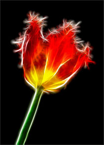 Parrot Tulip by Alice Gosling