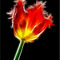Parrot-tulip-cr
