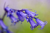 Bluebell by Alice Gosling