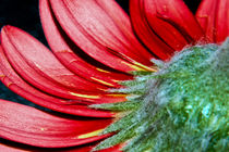 Red Gerbera Flower by Alice Gosling