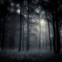 deep forest von Jaromir Hron